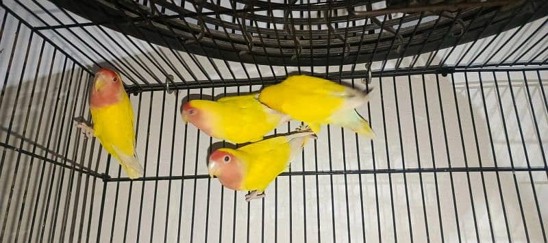 2 breader pair for sale 2