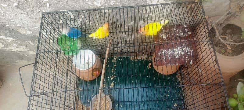 lovebirds for sale 16