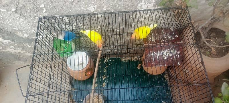 lovebirds for sale 17