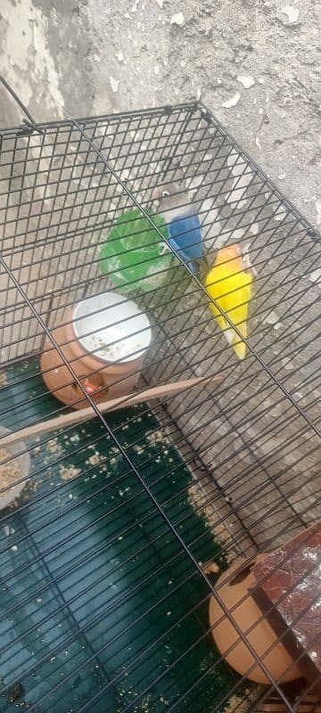 lovebirds for sale 18