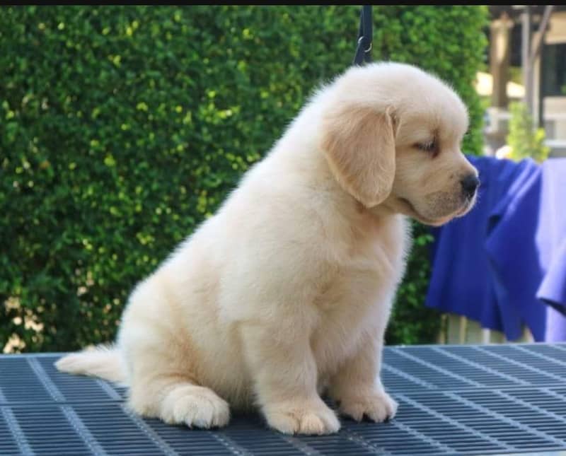 Golden Retriever Puppy | dog for sale | Golden Retriever | 0328762593 6