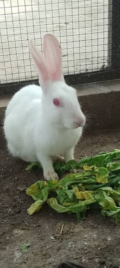 1 pair Cute Red Eyes local Pakistani (Pure White) Rabbits.