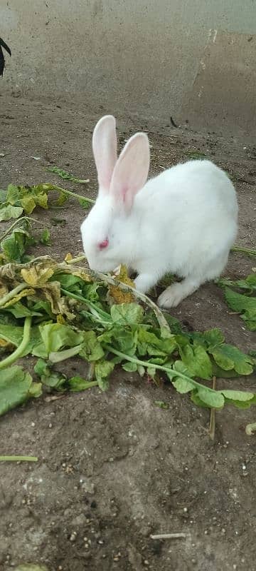 1 pair Cute Red Eyes local Pakistani (Pure White) Rabbits. 1