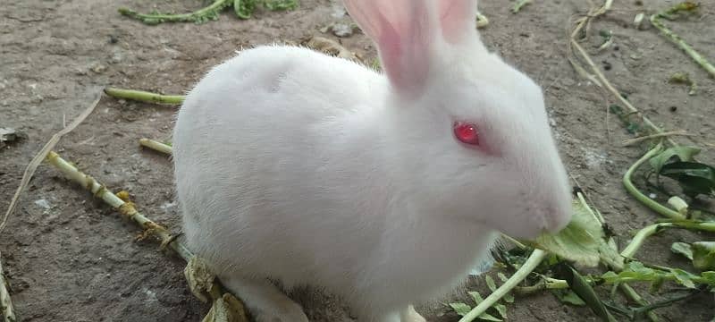 1 pair Cute Red Eyes local Pakistani (Pure White) Rabbits. 2