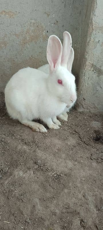 1 pair Cute Red Eyes local Pakistani (Pure White) Rabbits. 3