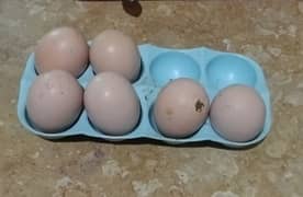 Pure aseel fertile eggs available