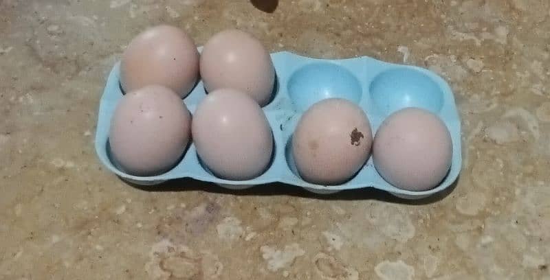 Pure aseel fertile eggs available 1