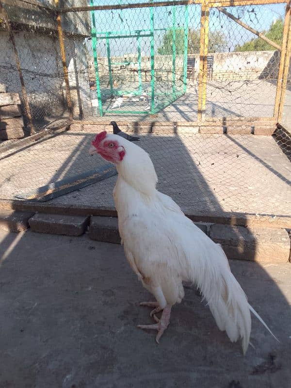 Quality Heera male for sale 3