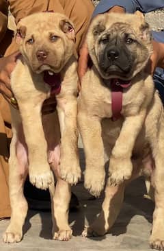 king Turkish kangal pair dabal hadi full security dogs for sale