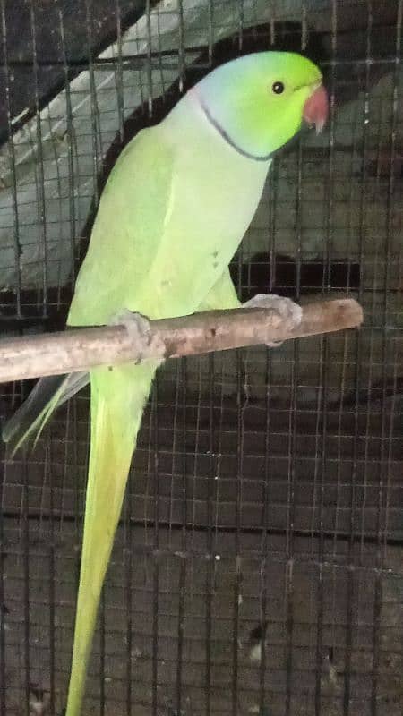 green parrot pair 3