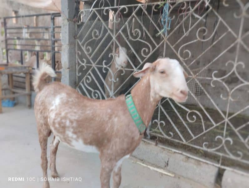 taddy goat gabban 0