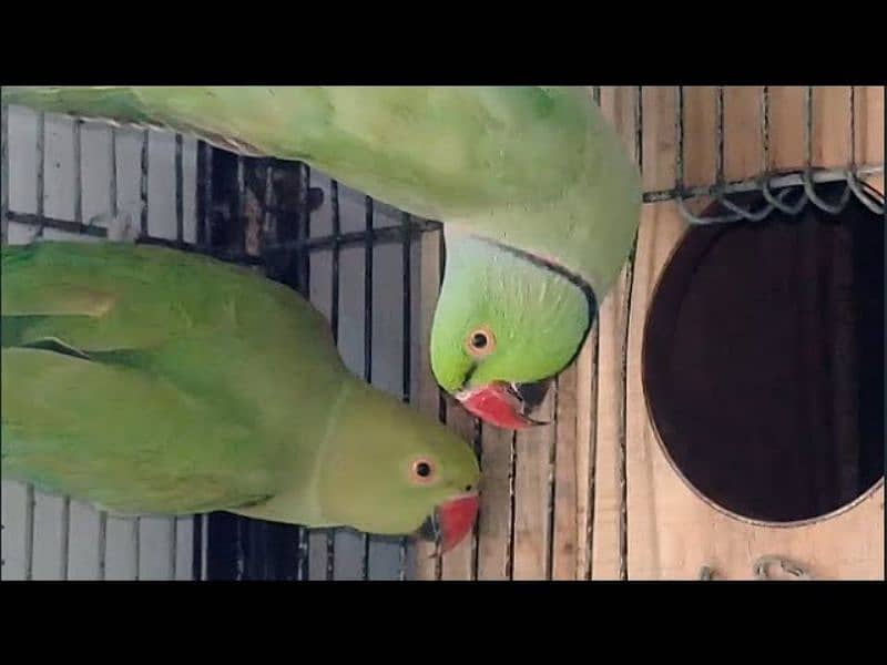 Ringneck breeder pair available for sale 0