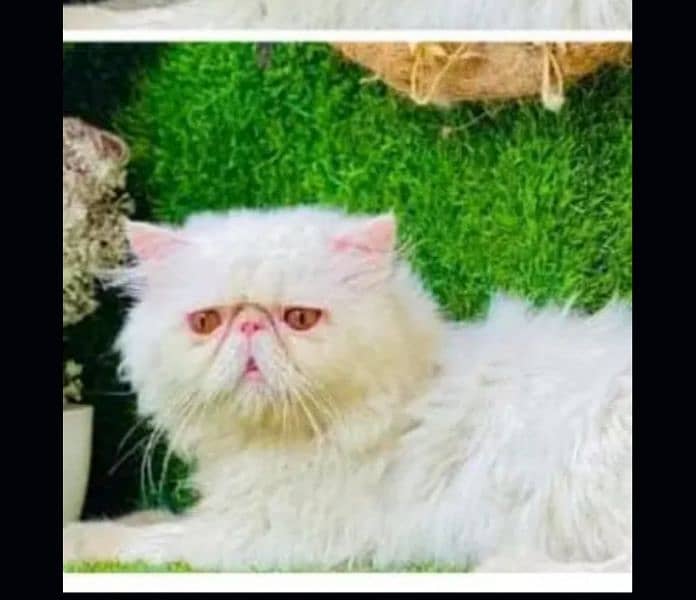 Persian/ cfa line/ kittens / cats / male / female kittens for sale 1