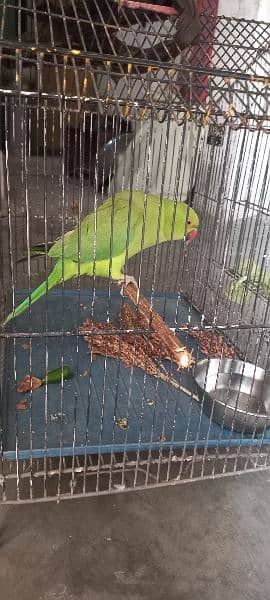 Green parrot available for sale 3