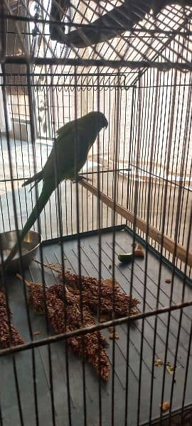 Green parrot available for sale 5