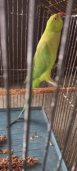 Green parrot available for sale 6