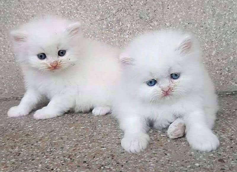 2 parsian Kittens for adoption 0