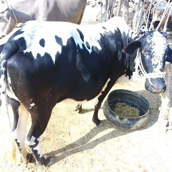 pregnant Cow for sale 0