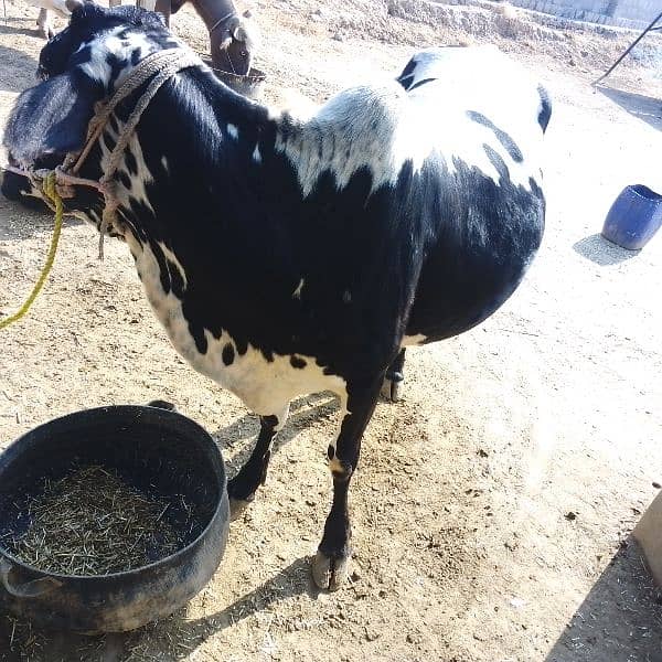 pregnant Cow for sale 1