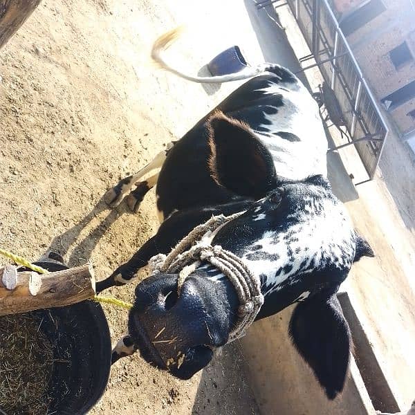 pregnant Cow for sale 2