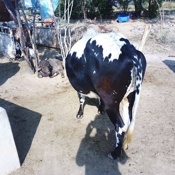 pregnant Cow for sale 3