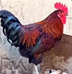 Golden misri roosters