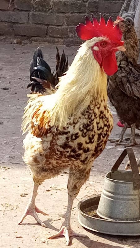 Golden misri roosters 3