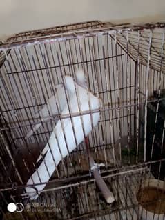 white dove pair and diamond dove pair