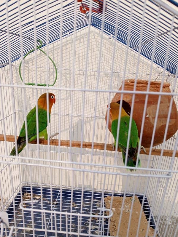 Love birds 3