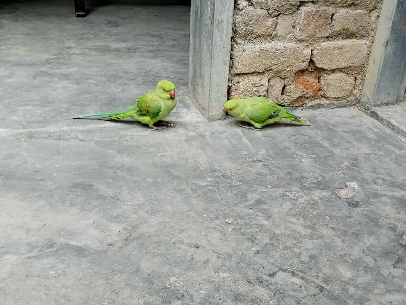 6 Months old beautiful parrots pair 5