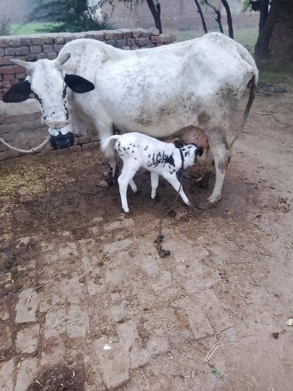 Cow for sale 0