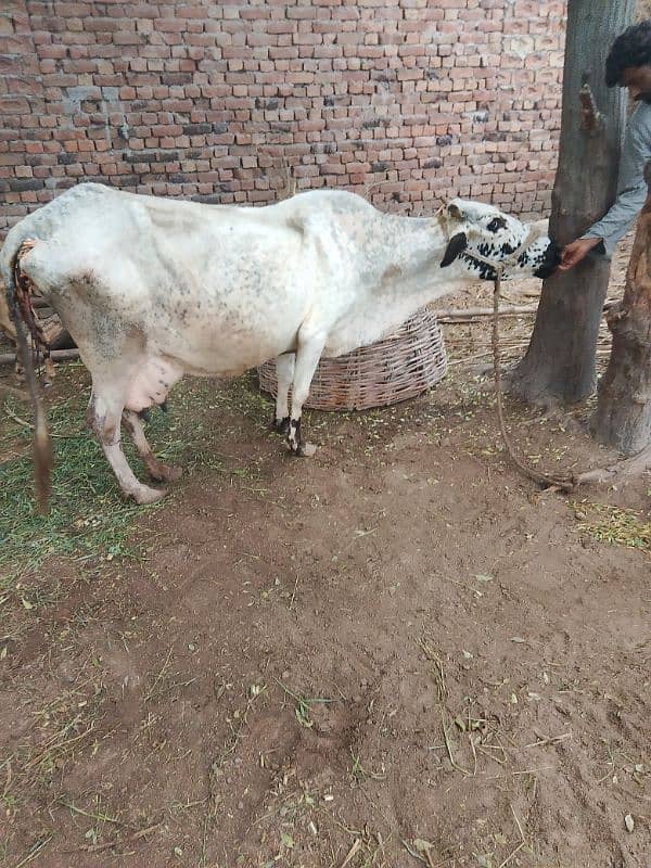 Cow for sale 2