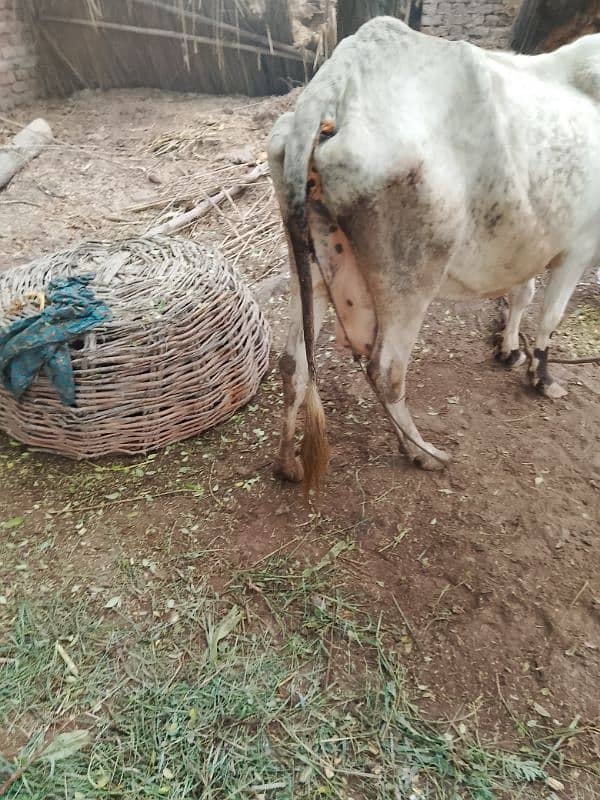 Cow for sale 3