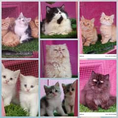 Persian/ cfa line/ kittens / cats / male / female kittens for sale