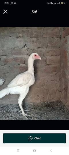 heera asel hen for sale