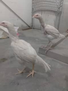 heera asel hen for sale