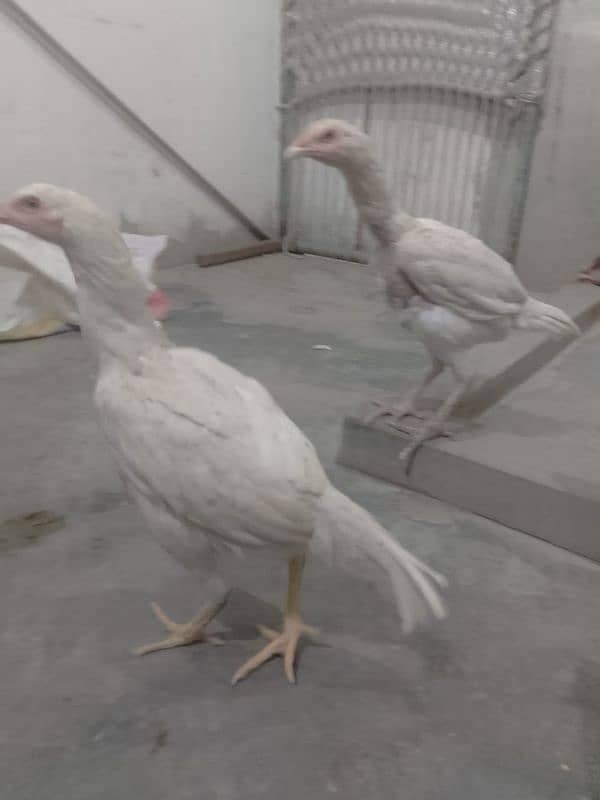 heera asel hen for sale 0