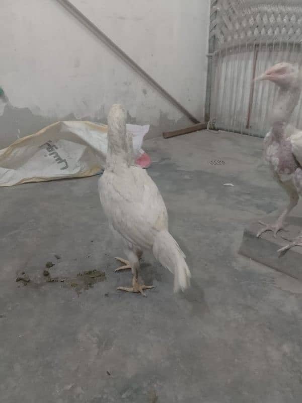 heera asel hen for sale 1