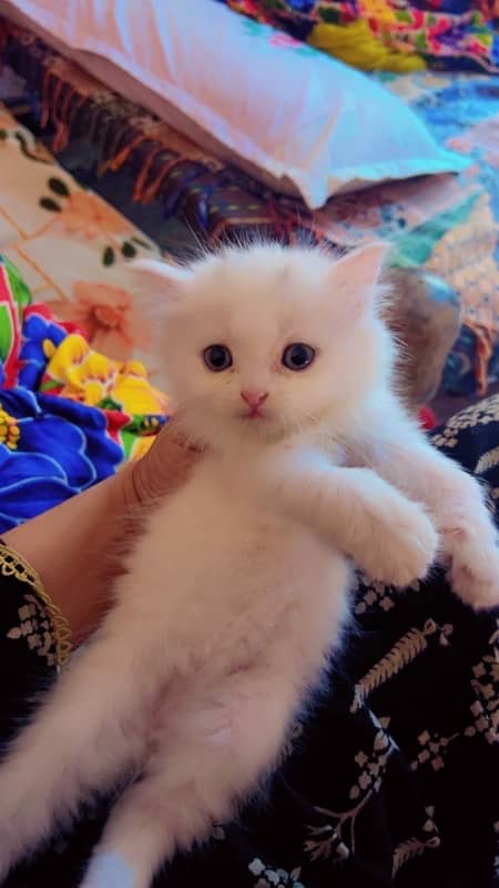 persian cat 2