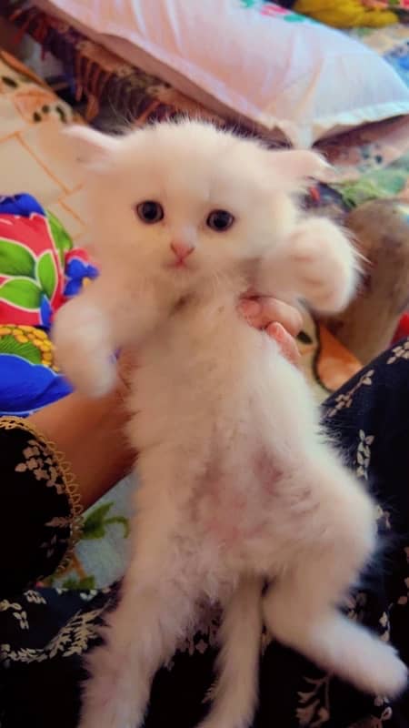 persian cat 3