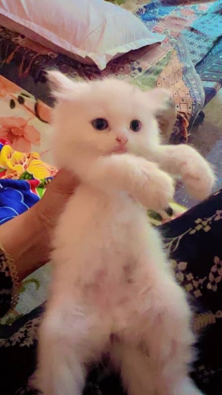 persian cat 5