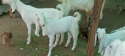 Gulabi bakri with kids