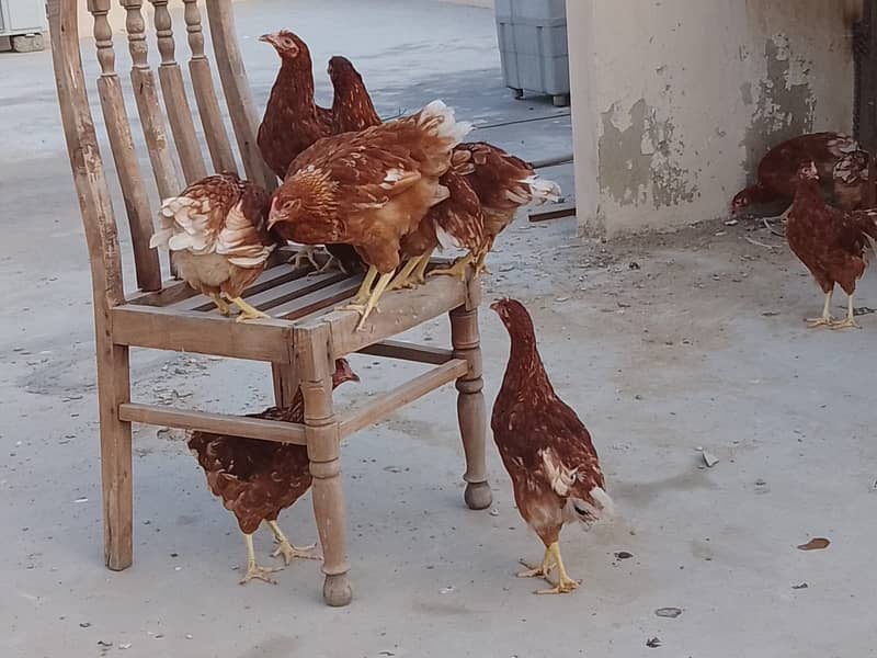 LOHMAN & MISRI EGG LAYING AVAILABLE 0