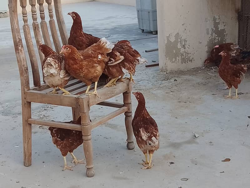 LOHMAN & MISRI EGG LAYING AVAILABLE 1