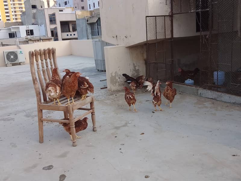 LOHMAN & MISRI EGG LAYING AVAILABLE 2