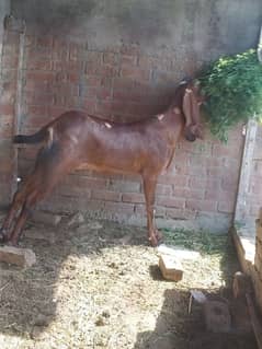 amratsari beetal goat for sale