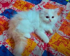 Urgent Sale persian kittens adult cats also available on adoption