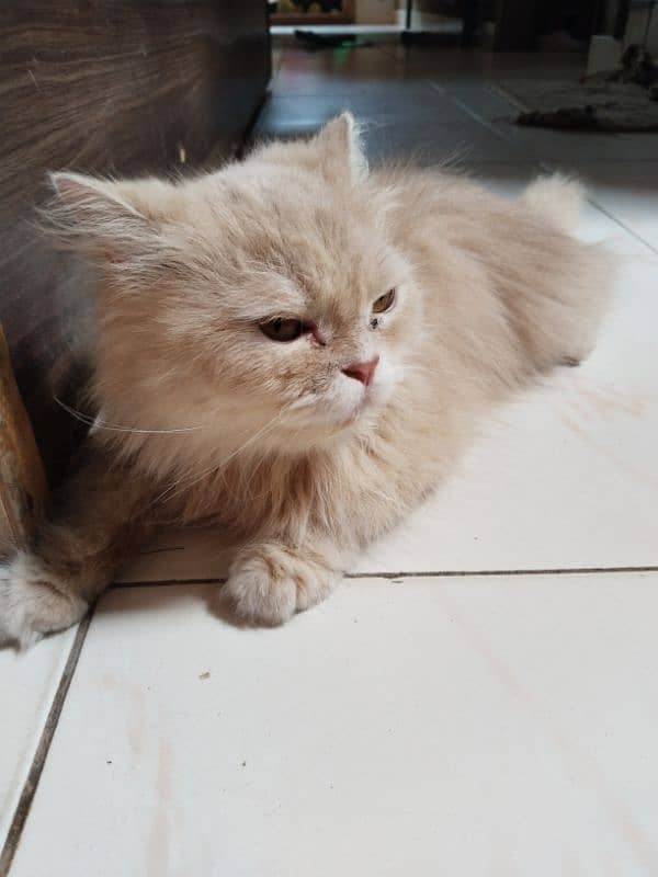 Persian cat 0