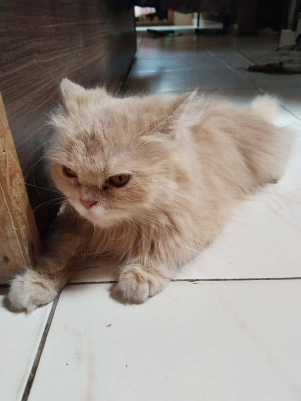 Persian cat 1