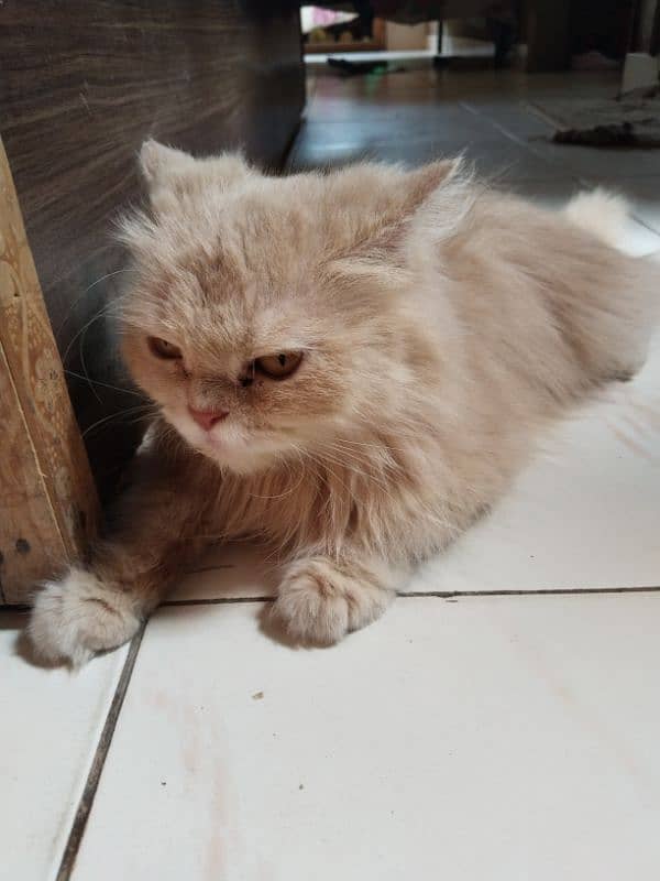 Persian cat 2